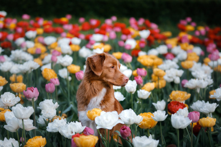 Taxe animaux : pourquoi cette imposition fait débat ? Un chien au milieu des tulipes.